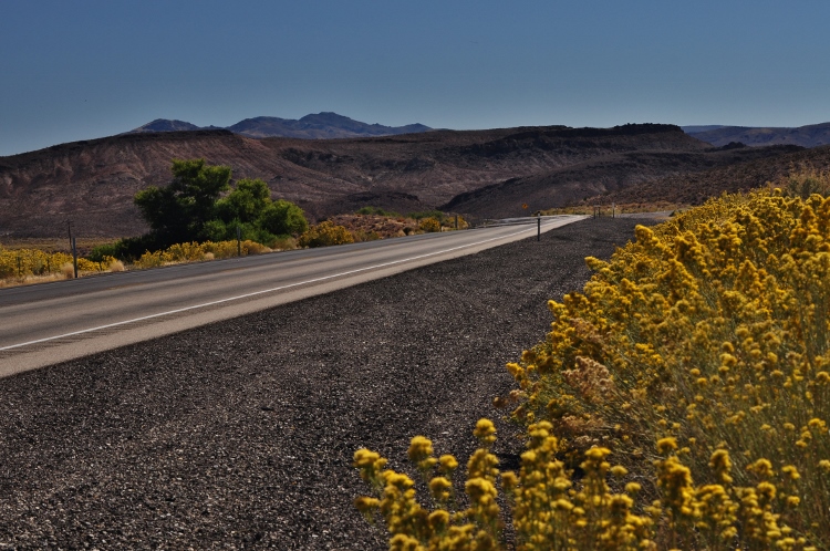 yellow flowers and scenic terrain